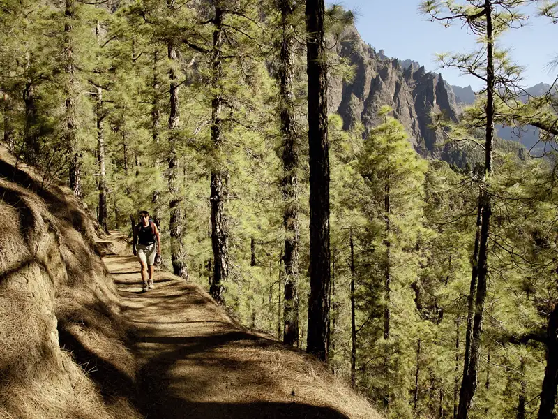 Wanderer auf einem Waldweg.