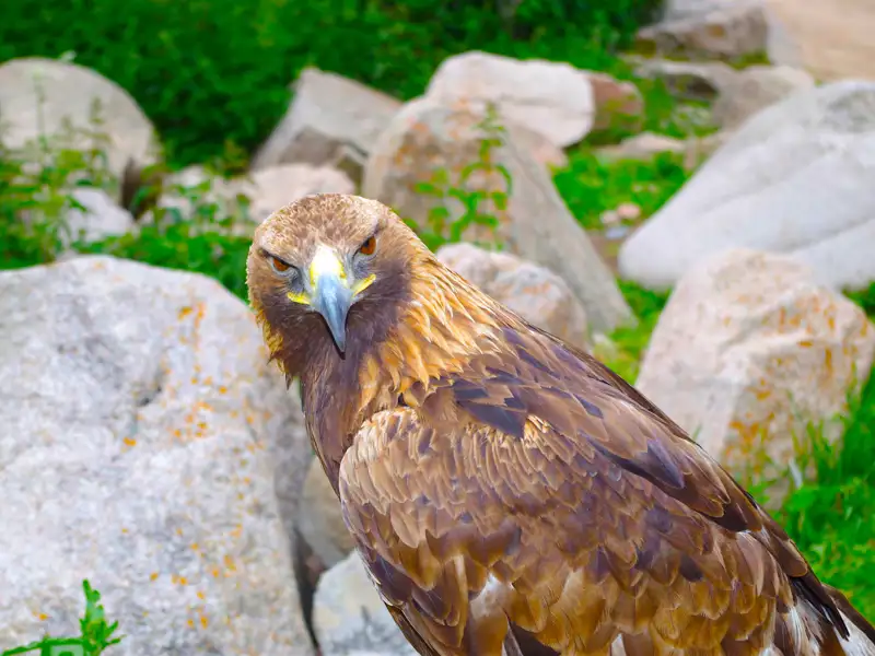 Ein Adler sitzt inmitten von Steinen und Grün.