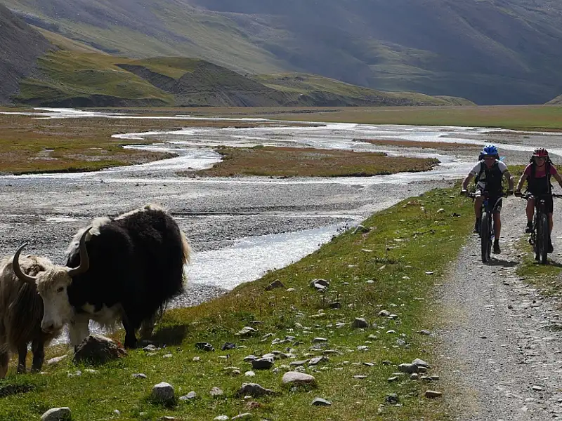 Zwei Radfahrer auf Mountainbikes fahren auf einem Weg neben einem Fluss entlang. Im Vordergrund grasen zwei Yaks. Im Hintergrund erstreckt sich eine bergige Landschaft.