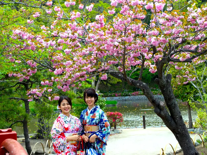 Zwei Frauen in Kimonos unter einem blühenden Kirschbaum.