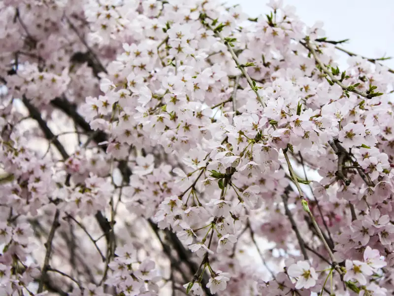 Kirschblüten im Detail.