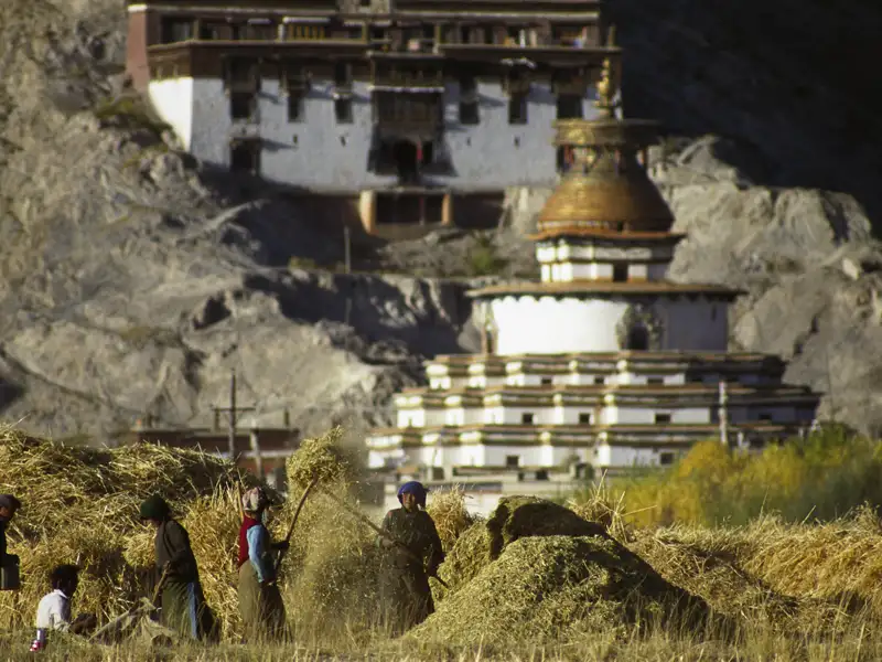 Landarbeiter bei der Ernte mit einem traditionellen Gebäude im Hintergrund.