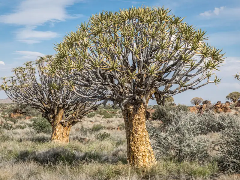 Zwei Köcherbäume in ihrem natürlichen Lebensraum.