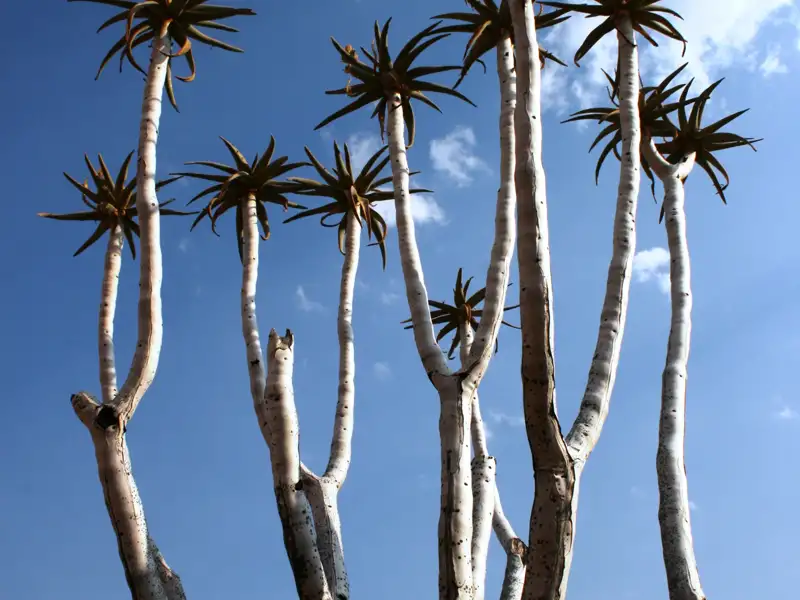 Gruppe von Aloe-Pflanzen mit ihren einzigartigen Stämmen und Blättern vor blauem Himmel.