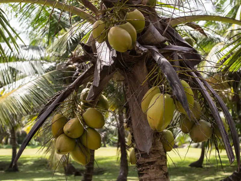 Grüne Kokosnüsse an einer Kokospalme.