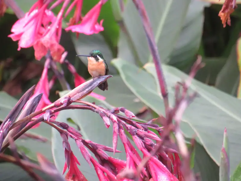 Kolibri auf einem blühenden Stängel.