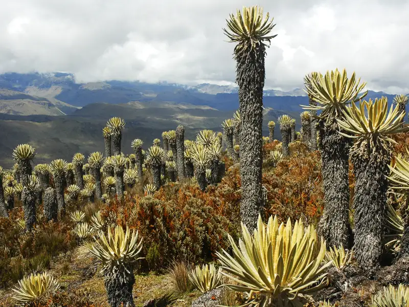 Frailejones-Pflanzen in einer Berglandschaft der Anden.