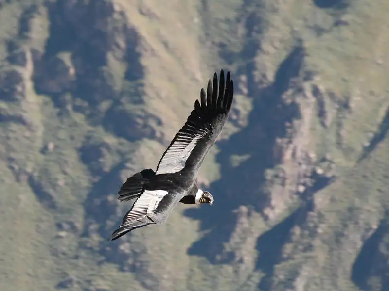 Andenkondor im Flug über die Anden.