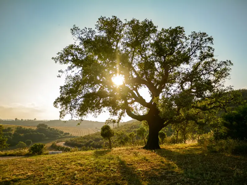 Baum im Sonnenaufgang.