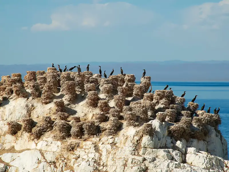 Kormoran-Kolonie auf Nestern am Meeresufer.