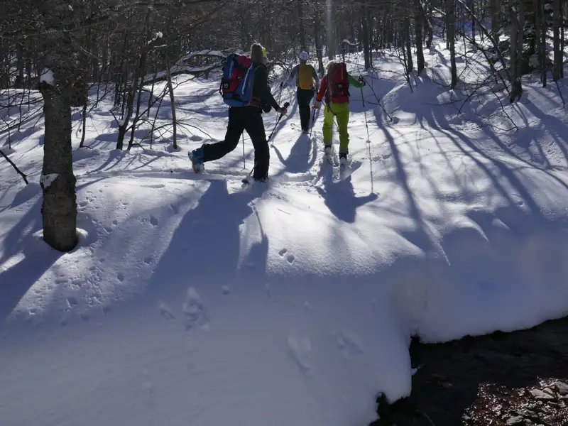 Drei Personen auf Skiern im tiefen Schnee eines Waldes.
