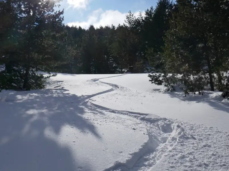 Spuren im Schnee eines verschneiten Waldweges.