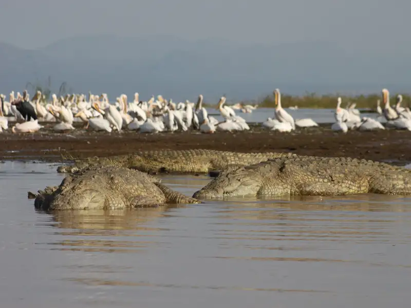 Krokodile und Pelikane teilen sich den Lebensraum am Ufer eines Sees.