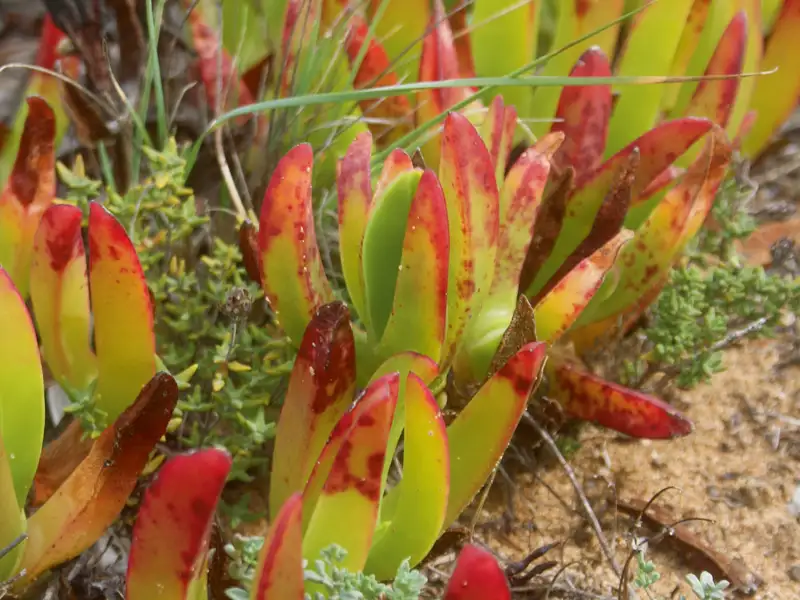 Sukkulenten mit farbenfrohen Blättern im Sand.