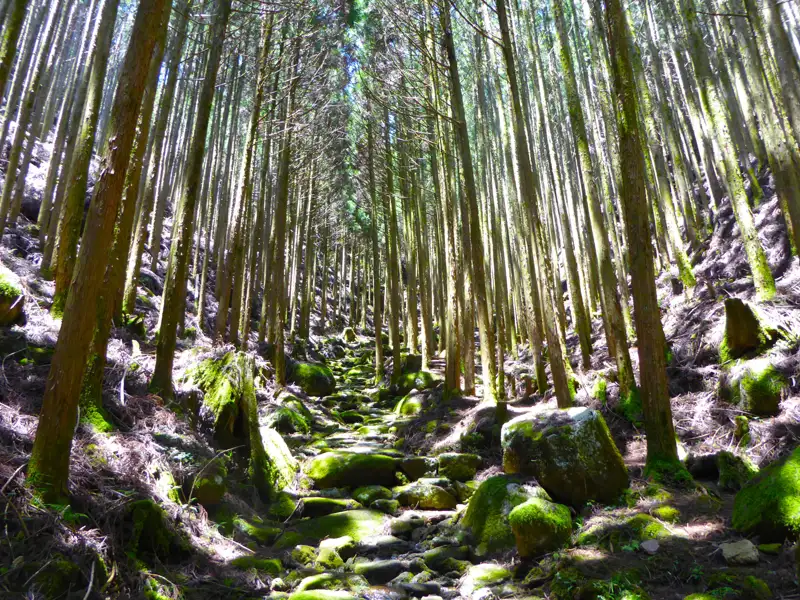 Waldweg mit hohen Bäumen und bemoosten Steinen.
