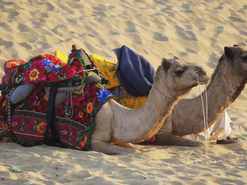 Zwei Kamele mit traditionellen Decken ruhen im Wüstensand.
