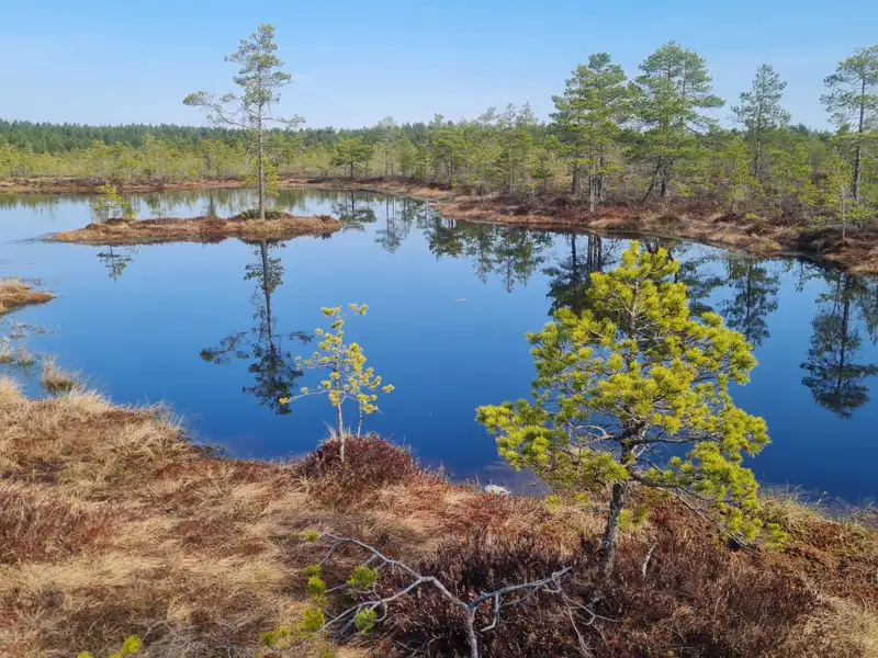 Stille Wasserfläche eines Moorsees mit Spiegelbild der umliegenden Bäume.