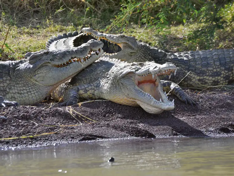 Gruppe von Krokodilen, die sich am Flussufer ausruhen.