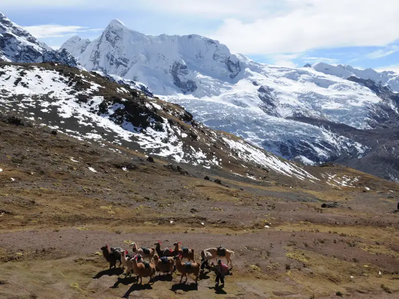 Lamas tragen Gepäck in einer bergigen Landschaft mit Schnee und Gletschern.