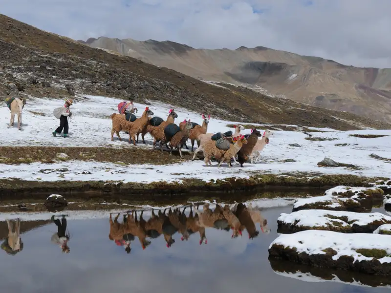 Lamas transportieren Gepäck durch eine verschneite Berglandschaft in den Anden.