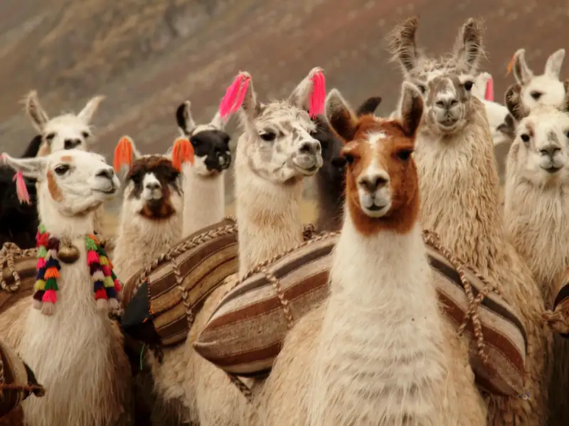 Lamas mit traditionellen Satteldecken und bunten Quasten.