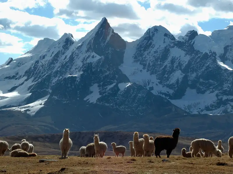 Alpakas weiden vor der Kulisse der schneebedeckten Anden.