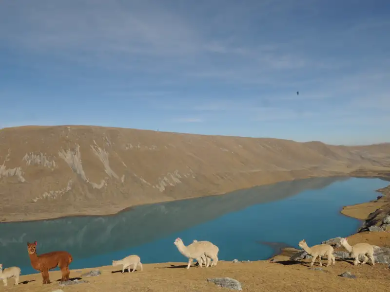 Alpakas in einer Berglandschaft mit türkisfarbenem See.