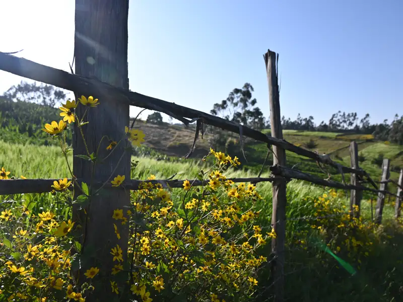 Rustikaler Holzzaun mit blühenden Wildblumen, der die Landschaft durchzieht.