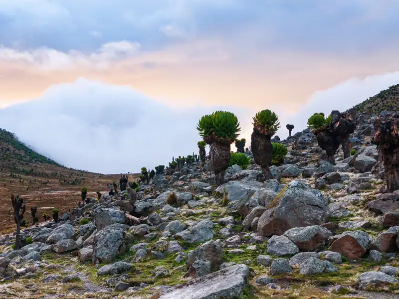 Riesen-Sennelien im Morgenlicht, umgeben von einer felsigen Landschaft.