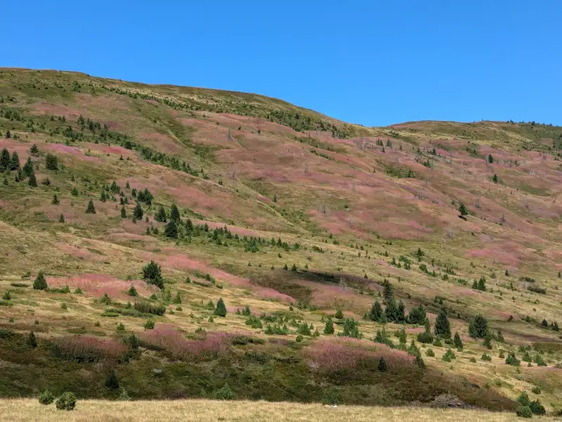 Rosa blühender Hügel mit vereinzelten Bäumen.