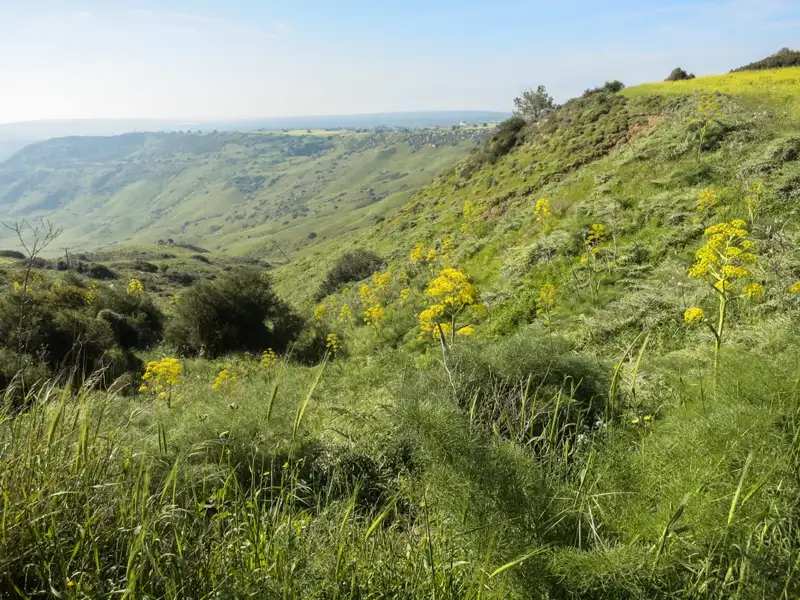 Hügelige Landschaft mit grüner Vegetation und gelben Wildblumen.