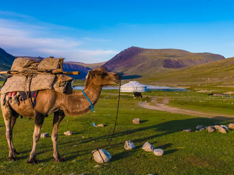 Beladenes Kamel in einer Berglandschaft mit Jurte im Hintergrund.