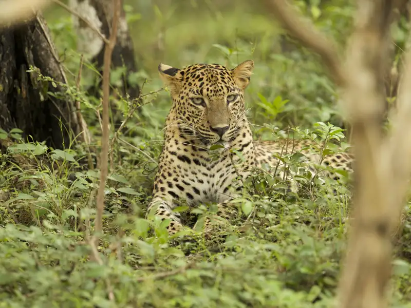 Leopard im Unterholz