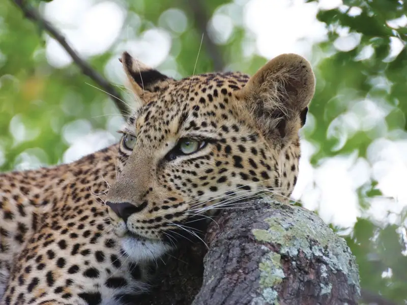 Leopard ruht im Baum.
