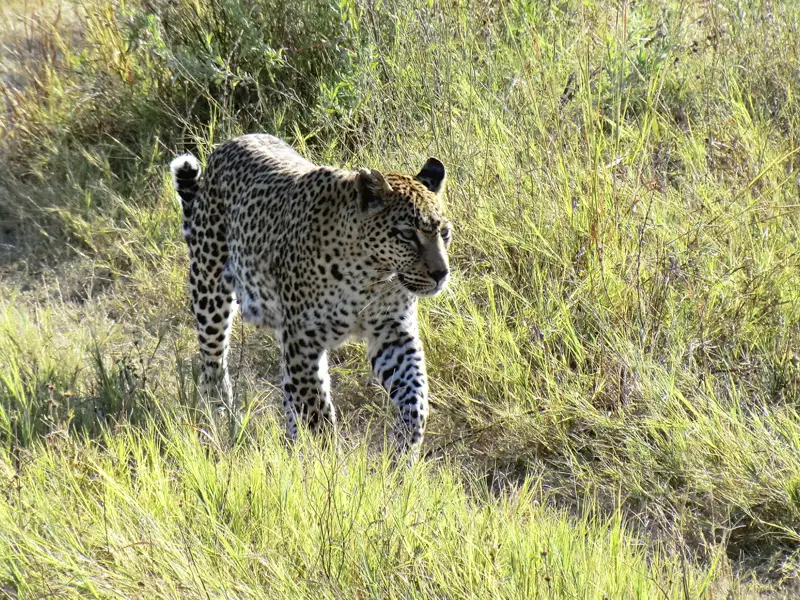 Leopard auf Safari in Afrika