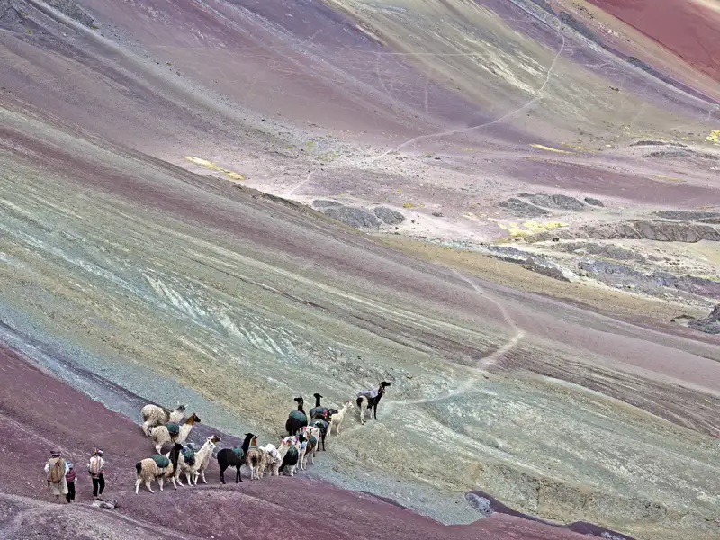Lama-Trekking am Vinicunca: Einheimische führen eine Karawane von Lamas über die farbenprächtigen Gesteinsformationen des Regenbogenbergs.