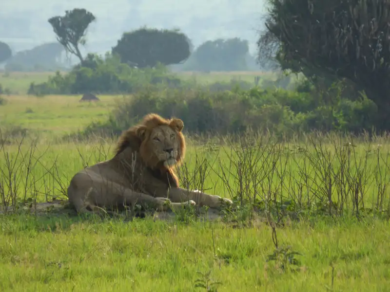 Männlicher Löwe ruht in der afrikanischen Savanne.