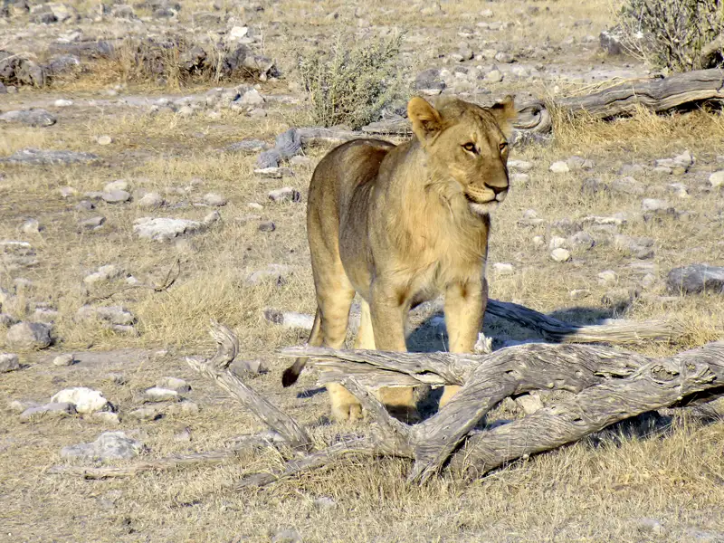 Ein Löwe in seinem natürlichen Lebensraum.