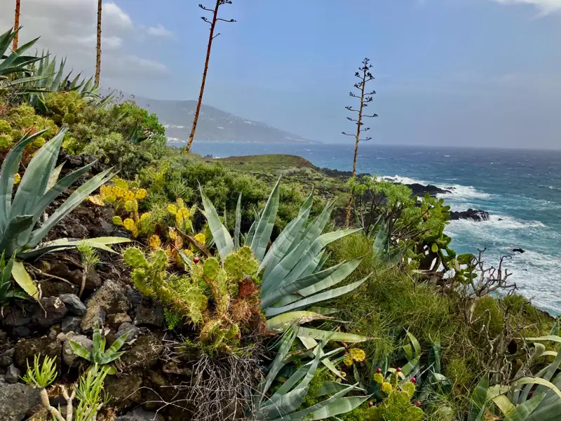 Sukkulenten und Kakteen wachsen an der felsigen Küste mit Blick auf das Meer.