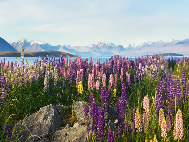 Blühende Lupinen in verschiedenen Farben am Seeufer mit schneebedeckten Bergen im Hintergrund.