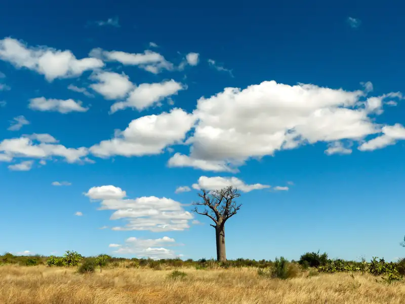 Baobab-Baum in einer Savannenlandschaft