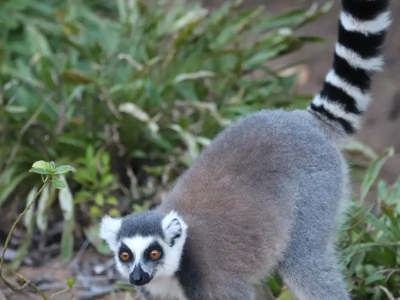 Katta mit geringeltem Schwanz in natürlicher Umgebung.