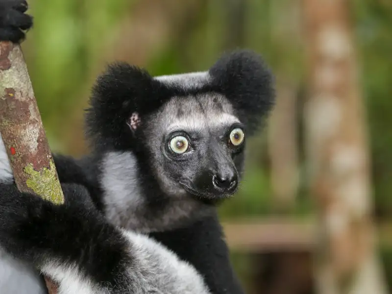 Ein Indri mit schwarzem und weißem Fell klammert sich an einen Baumstamm im Regenwald.