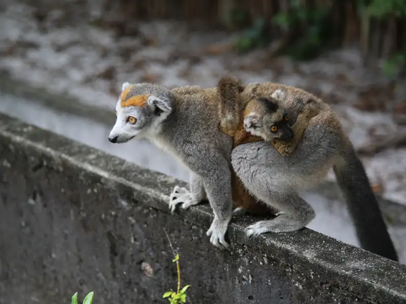 Kronenmaki-Mutter mit Jungtier auf dem Rücken.