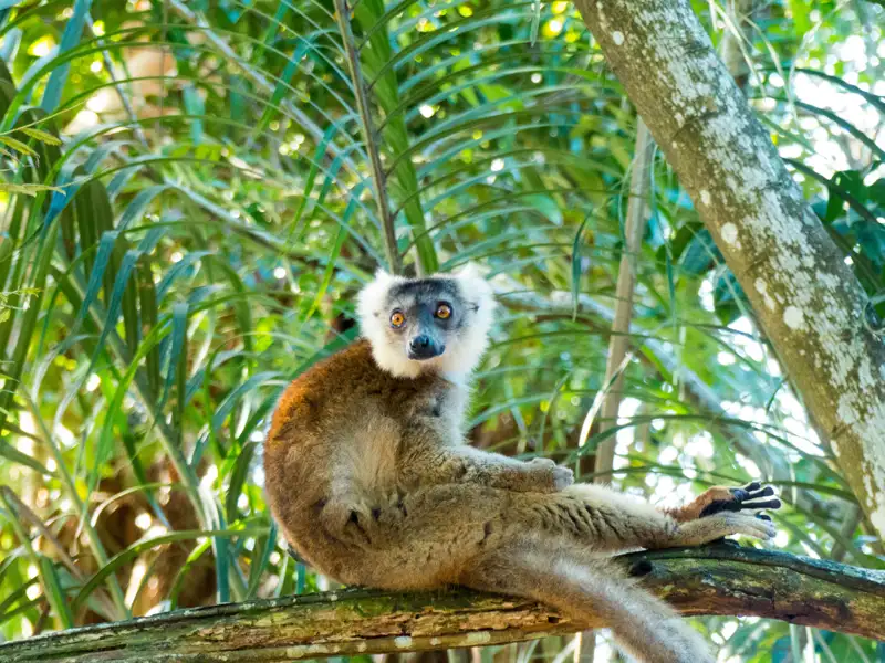 Lemur auf einem Ast