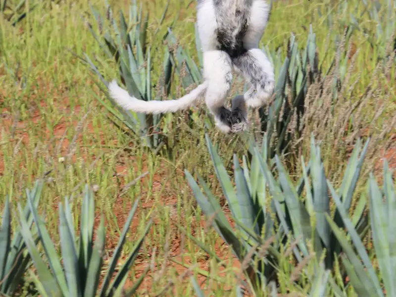 Ein Lemur in der Luft, während er über Pflanzen springt.