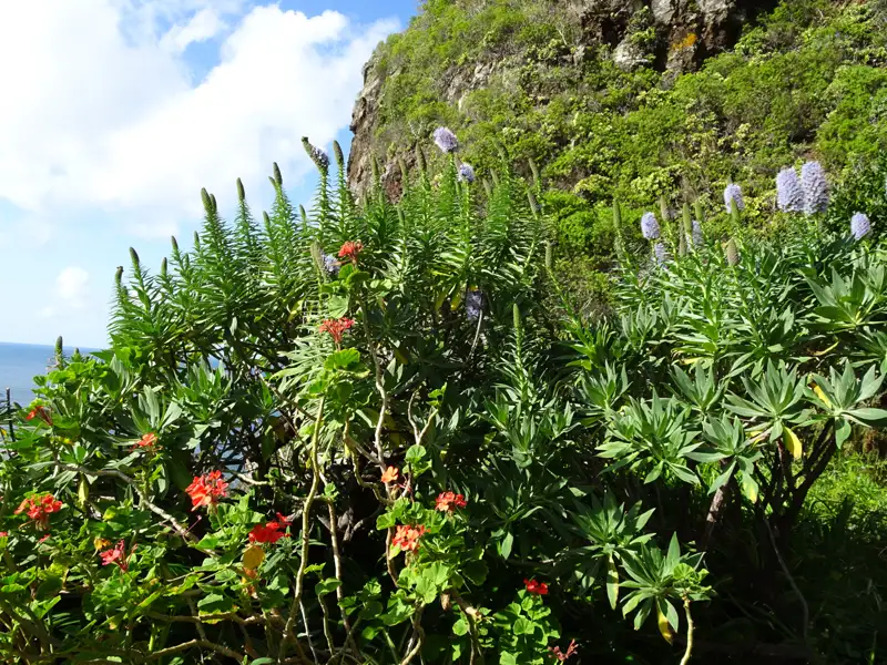 Lila Blütenpflanzen und rote Geranien vor einer Felswand an der Küste.