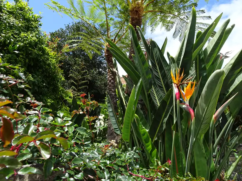 Strelizienblüten inmitten von Farnen und anderen tropischen Pflanzen.