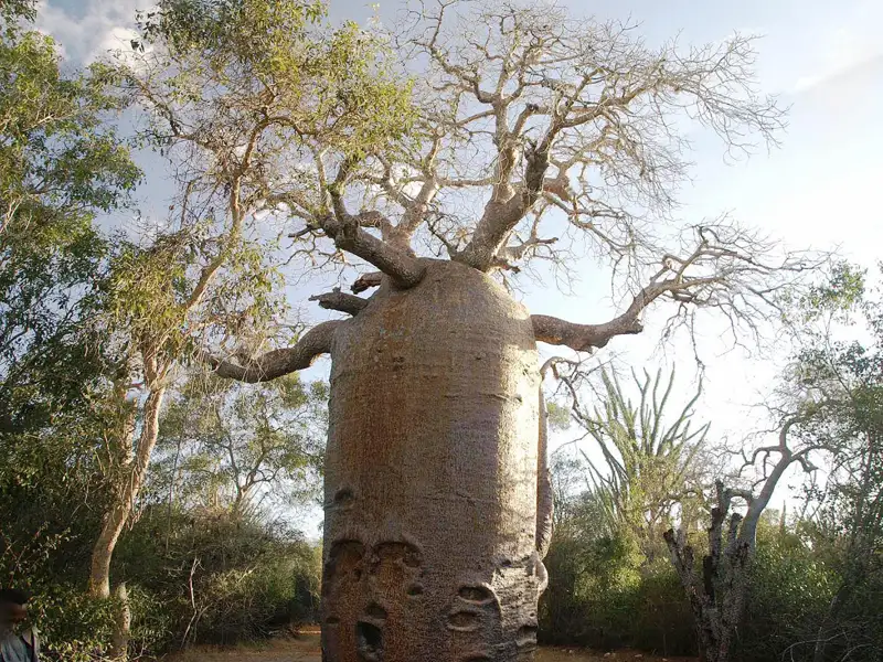 Baobab Baum
