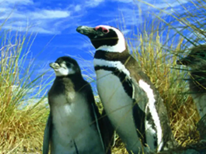 Zwei Pinguine in ihrem natürlichen Lebensraum.